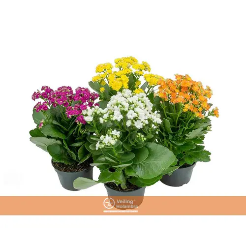 FLOR KALANCHOE PT15