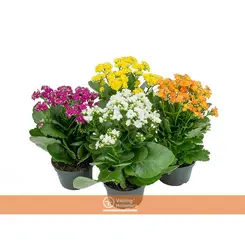 FLOR KALANCHOE PT15