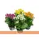 FLOR KALANCHOE PT15