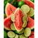 Bebida Jungle Low Carb Melancia Limão 500ml